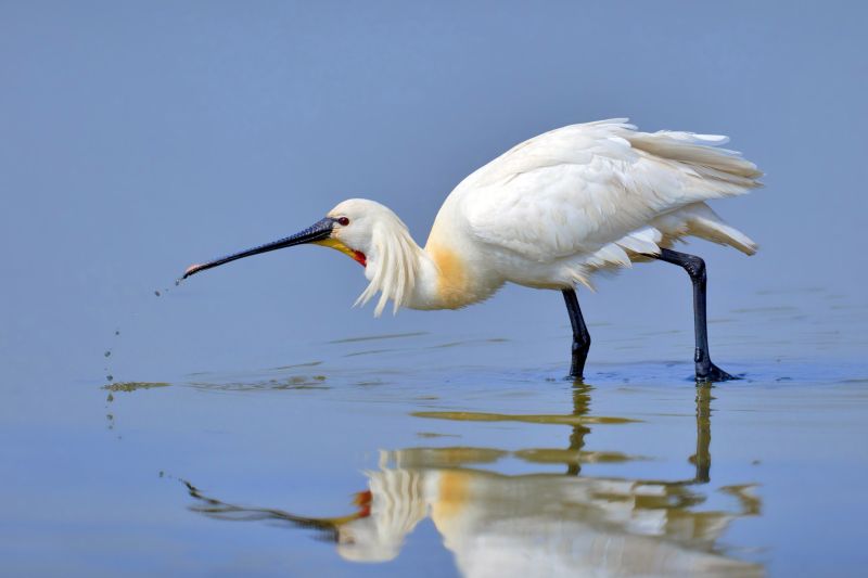 Fil:Eurasian Spoonbill.jpg