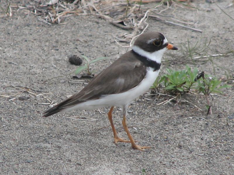 Fil:Semipalmated Plover.jpg