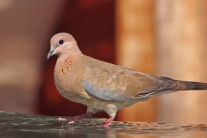 Laughing dove (spilopelia senegalensis).jpg