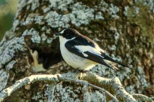 Atlas Flycatcher (Ficedula speculigera).jpg