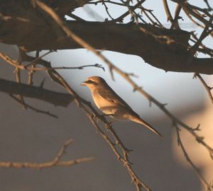 Isabelline Shrike (Lanius isabellinus phoenicuroides).JPG
