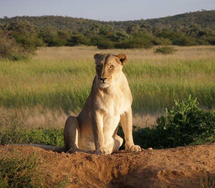 Fil:Okonjima Lioness.jpg