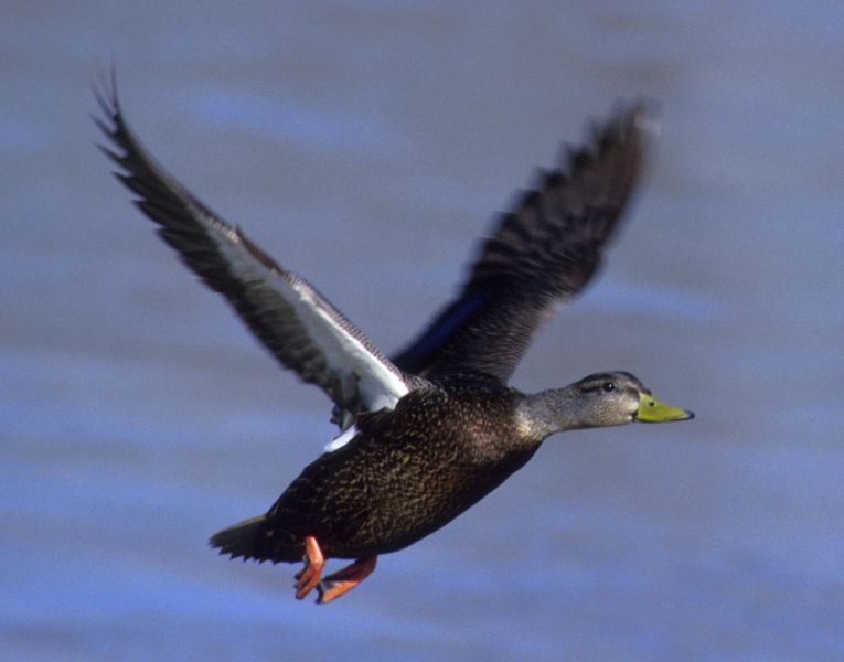 Fil:Blackduck.jpg