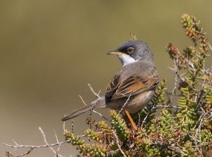 Sylvia conspicillata Gran Canaria.jpg
