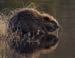 Bever Foto: Per Harald Olsen