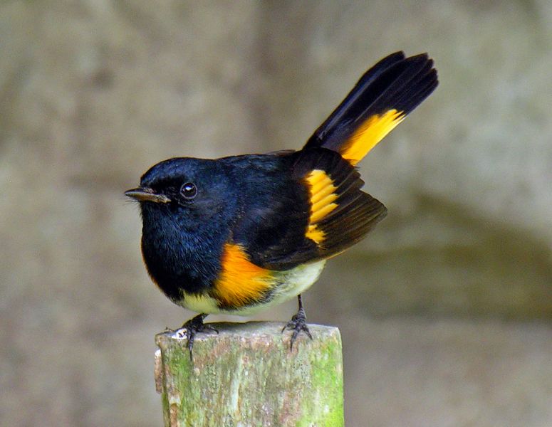 Fil:Setophaga ruticilla -Chiquimula, Guatemala -male-8-4c.jpg