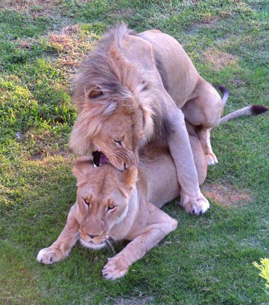Fil:Lion pair2.jpg
