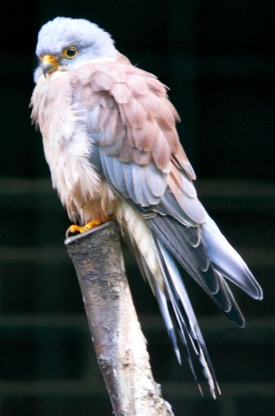 Fil:Roetelfalke 05083111.jpg