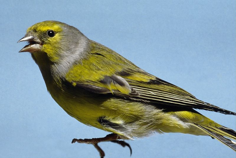 Fil:Carduelis citrinella.jpg