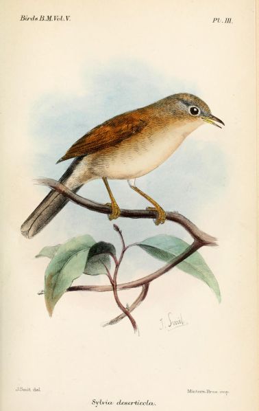 Fil:SylviaDeserticolaKeulemans.jpg