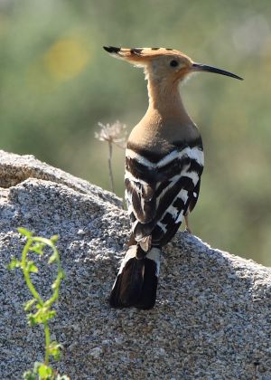 ABUBILLA (Upupa epops).jpg
