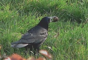 Corvus frugilegus1.jpg