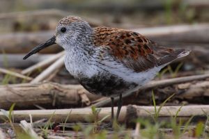 Calidris-alpina-001.jpg