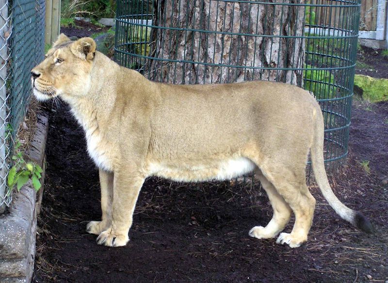 Fil:Asiatic.lioness.arp.jpg