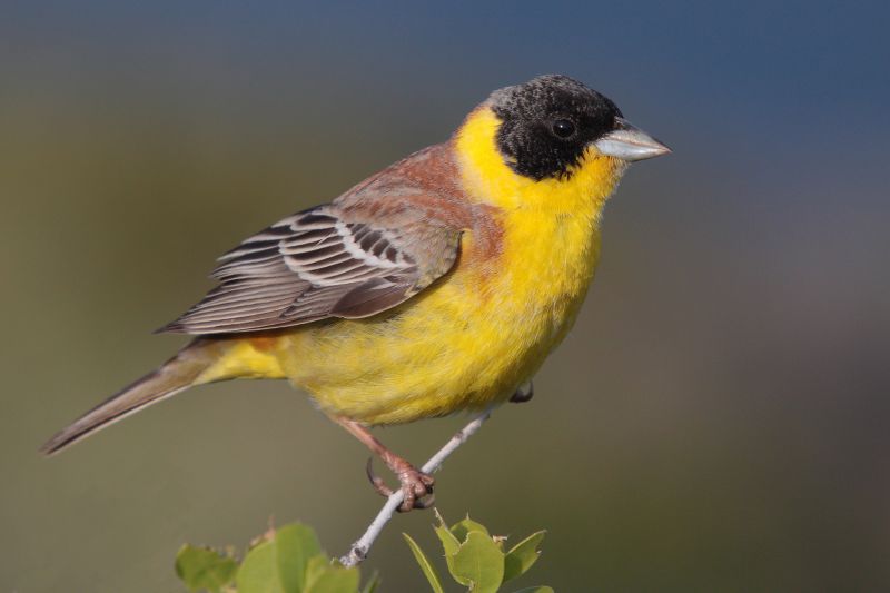 Fil:28-090504-black-headed-bunting-at-first-layby.jpg