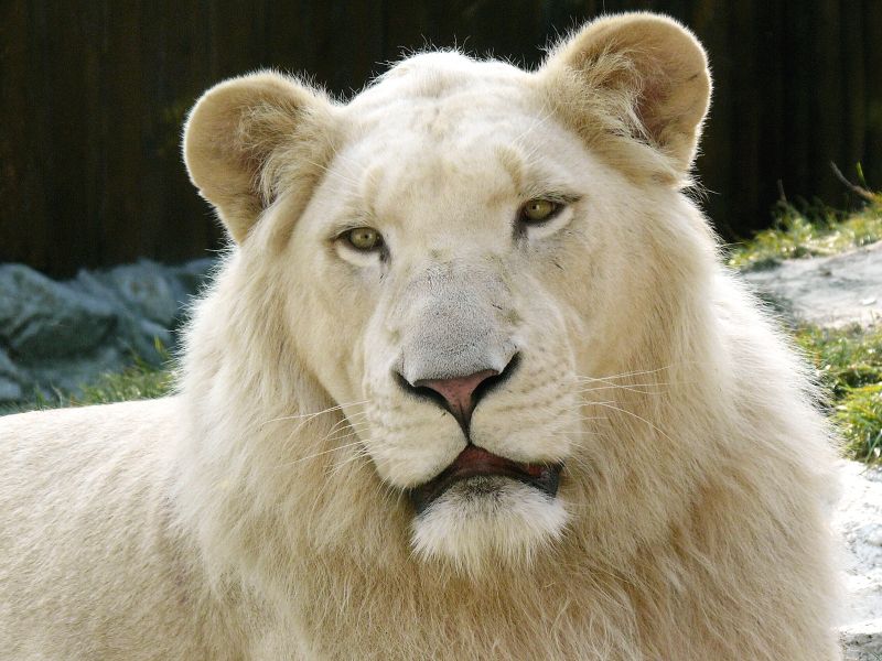 Fil:White Lion.jpg