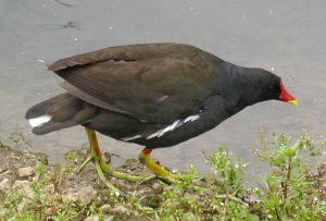 Moorhen.slimb.750pix.jpg