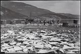 Tørking av klippfisk i Nordland Foto: T. Brændmo, Bodø / Nasjonalbiblioteket