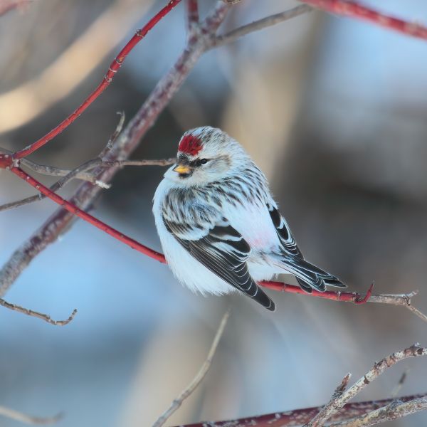 Fil:Carduelis hornemanni CT3.jpg