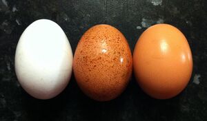 Egg colours.jpg