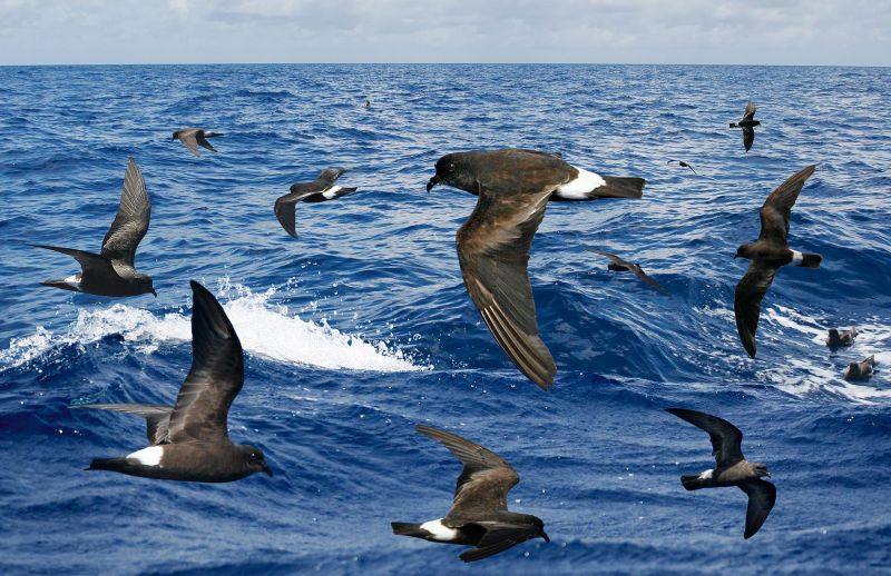 Fil:Band-rumped Petrel From The Crossley ID Guide Eastern Birds.jpg