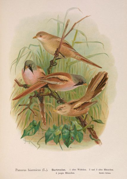 Fil:Beardedtit46.jpg