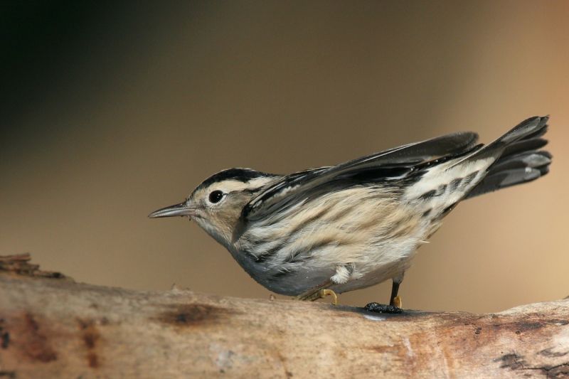 Fil:Black-and-white Warbler.jpg