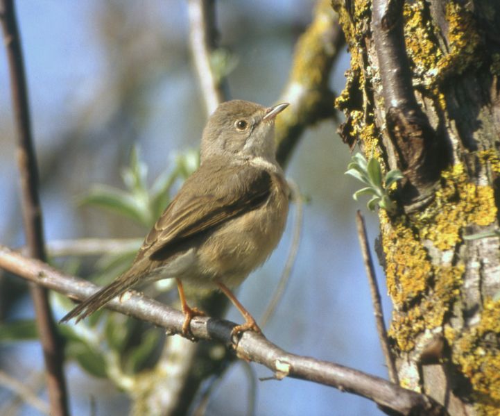 Fil:Western Subalpine Warbler Sylvia inornata, Aiguamolls de l'Empordà.jpg