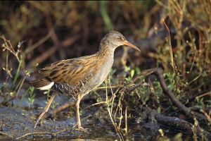Rallus aquaticus 1 (Marek Szczepanek).jpg