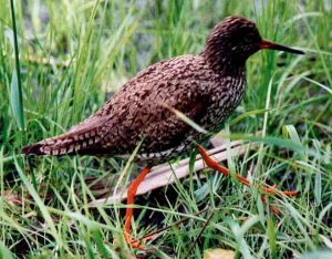 Redshank172.jpg
