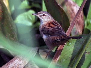 Rusty-rumped Warbler (Locustella certhiola) I IMG 2750.jpg