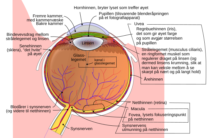 Fil:Schematic diagram of the human eye no.svg