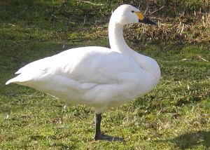 Bewicks.swan.2.arp.750pix.jpg