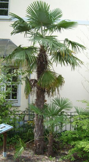 Trachycarpus fortunei.jpg