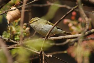 20070304贵阳-黄腰柳莺.jpg