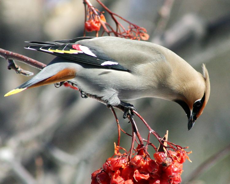 Fil:Cedar Wax Wing.jpg