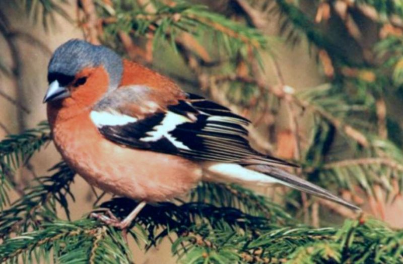 Fil:Fringilla coelebs (Chaffinch-Buchfink).jpg