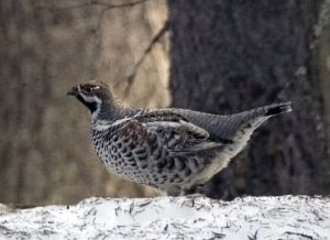 Tetrastes bonasia.jpg