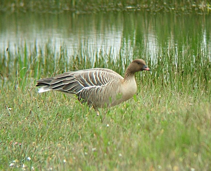 Fil:Anser brachyrhynchus.jpg