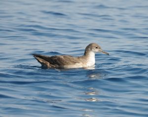 Skua 20100427 161943 (12560085194).jpg